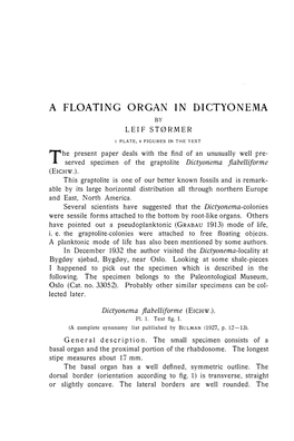 A Floating Organ in Dictyonema