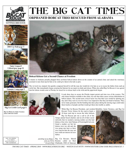 THE BIG CAT TIMES Orphaned Bobcat Trio Rescued from Alabama