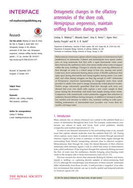 Ontogenetic Changes in the Olfactory Antennules of the Shore Crab