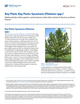 Platanus Spp.)1 Matthew Borden, Kelly Laplante, Juanita Popenoe, Adam Dale, Caroline R