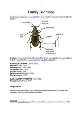 Family Silphidae