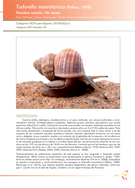 Tudorella Mauretanica (Pallary, 1898) Nombre Común: No Existe Tipo: Mollusca / Clase: Gastropoda / Orden: Caenogastropoda / Familia: Pomatiidae