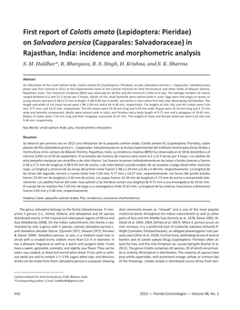 First Report of Colotis Amata (Lepidoptera: Pieridae) on Salvadora Persica (Capparales: Salvadoraceae) in Rajasthan, India: Incidence and Morphometric Analysis S