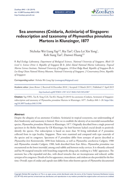 Sea Anemones840: 1–20 (2019) (Cnidaria, Actiniaria) of Singapore: Redescription and Taxonomy of Phymanthus