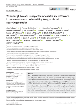 Vesicular Glutamate Transporter Modulates Sex Differences in Dopamine Neuron Vulnerability to Age&#X02010