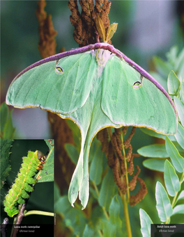 12 12 Adult Luna Moth (Actias Luna) Luna Moth