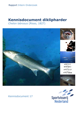 Kennisdocument Diklipharder Chelon Labrosus (Risso, 1827)