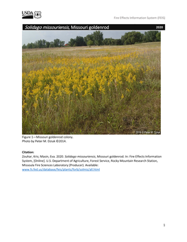 Solidago Missouriensis, Missouri Goldenrod 2020