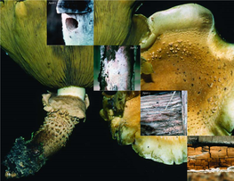 Wood Inhabiting Fungi in Alaska: Their Diversity, Roles, and Uses