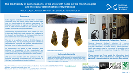 The Biodiversity of Saline Lagoons in the Uists with Notes on the Morphological and Molecular Identification of Hydrobiidae