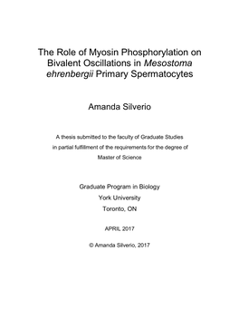 Mesostoma Ehrenbergii Primary Spermatocytes