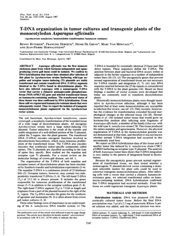 T-DNA Organization in Tumor Cultures and Transgenic Plants Of