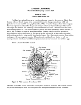 Ascidian Laboratory Woods Hole Embryology Course, 2010