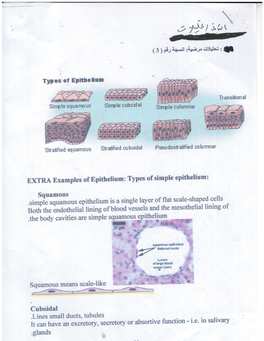 Ffiffiil6tt*Tiai Tining of Blood Vessels and the Mesothelial Lining Of