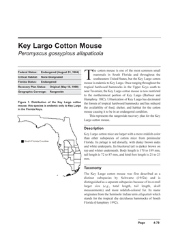 Key Largo Cotton Mouse Peromyscus Gossypinus Allapaticola