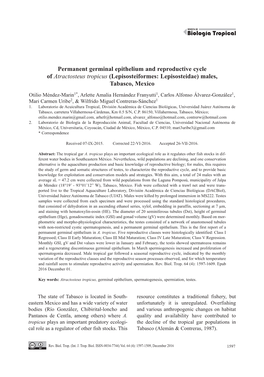 Permanent Germinal Epithelium and Reproductive Cycle of Atractosteus Tropicus (Lepisosteiformes: Lepisosteidae) Males, Tabasco, Mexico