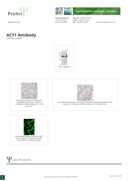 ACY1 Antibody Cat