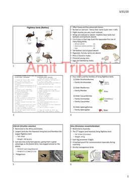 Flightless Birds (Ratites) • Often Heavy and Less Pneumatic Bones