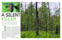 Black Ash Basket Makers Are Battling a Voracious Beetle to Keep Their Heritage Alive by Anne Bolen