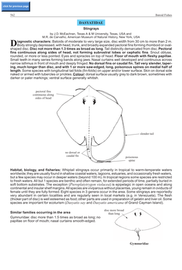 DASYATIDAE Stingrays by J.D