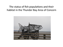 The Status of Fish Popula'ons and Their Habitat in the Thunder Bay Area Of