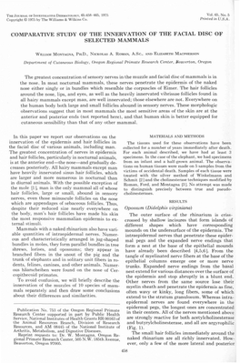 Comparative Study of the Innervation of the Facial Disc of Selected Mammals