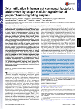 Xylan Utilization in Human Gut Commensal Bacteria Is Orchestrated