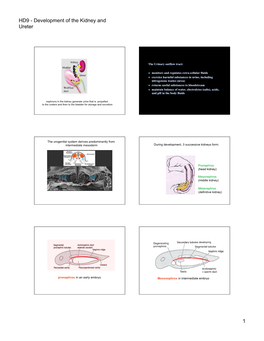 HD9 - Development of the Kidney and Ureter