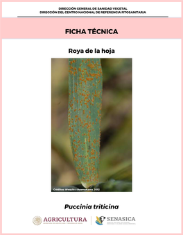 Ficha Técnica