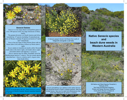 Native Senecio Species and Beach Dune Weeds in Western Australia