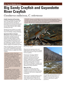 Big Sandy Crayfish and Guyandotte River Crayfish Cambarus Callainus, C