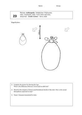 Phylum: Arthropoda; Subphylum: Chelicerata; Class: Arachnida; Order: Acari Mites and Ticks; 23 Sheep Tick – Ixodes Ricinus – Larva, Male