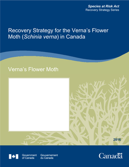 Recovery Strategy for the Verna's Flower Moth (Schinia Verna)