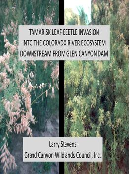 Agriculture Department Forced to Re-Examine Tamarisk Leaf-Eating