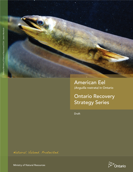 American Eel (Anguilla Rostrata) in Ontario Ontario Recovery Strategy Series