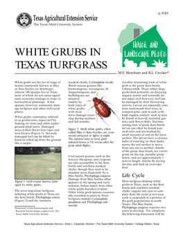 White Grubs in Texas Turfgrass