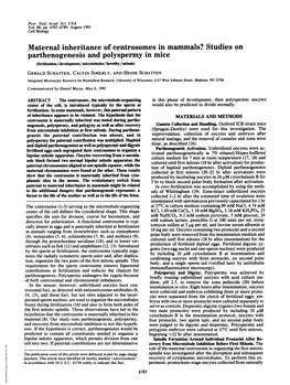 Parthenogenesis and Polyspermy in Mice