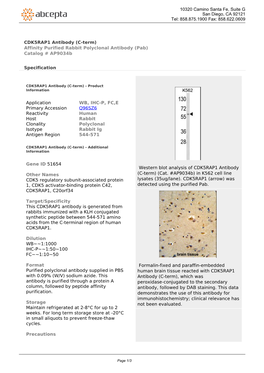 CDK5RAP1 Antibody (C-Term) Affinity Purified Rabbit Polyclonal Antibody (Pab) Catalog # Ap9034b