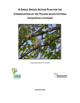 A SINGLE SPECIES ACTION PLAN for the CONSERVATION of the YELLOW-BILLED COTINGA (Carpodectes Antoniae)