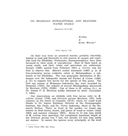 First Egg Masses of M Elampus Bidentatus Say Were Recorded by Hausman (1932), the Veligers of Several Melampodinae Discovered by Morrison (1953; 1958B)