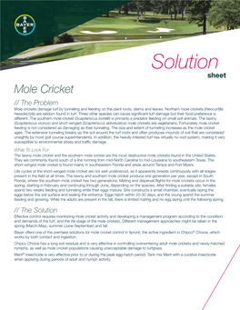 Mole Cricket Solution Sheet