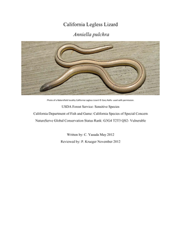 California Legless Lizard Anniella Pulchra