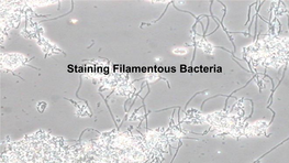 Staining Filamentous Bacteria Filaments Identifiable by Staining