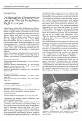 Die Sackspinne Cheiracanthium Pennyi Als Wirt Der Schlupfwespe