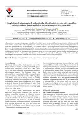 Morphological, Ultrastructural, and Molecular Identification of a New Microsporidian Pathogen Isolated from Crepidodera Aurata (Coleoptera, Chrysomelidae)