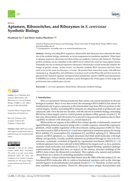 Aptamers, Riboswitches, and Ribozymes in S. Cerevisiae Synthetic Biology
