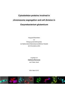 Cytoskeleton Proteins Involved in Chromosome Segregation and Cell Division In