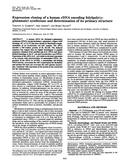 Expression Cloning of a Human Cdna Encoding Folylpoly (Gamma