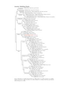 Anatini Species Tree