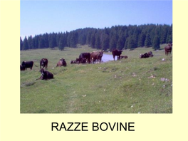 RAZZE BOVINE Classificazione Scientifica